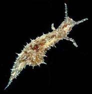 Photo: B. Rudman;Surf to the Sea Slug Forum